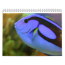 Search for clown calendars Aquarium