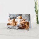 Search for sofa cards Canine
