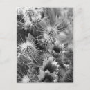 Search for desert flowers postcards Cactus