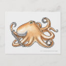 Search for octopus illustration postcards Watercolor