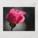 Search for rosas postcards Flower