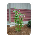 Search for shrubs magnets Garden