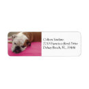 Search for english bulldog return address labels Canine