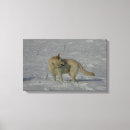 Search for german shepherd canvas prints Snow