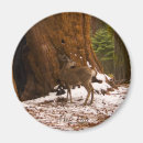 Search for mule magnets Nature