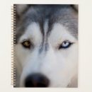 Search for husky office supplies Alaskan malamute