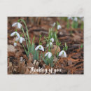 Search for drop postcards Flower