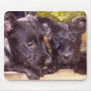 Search for scottish mousepads Puppy