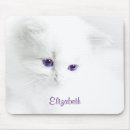 Search for sweet cat electronics Pet