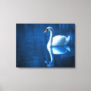 Search for swans canvas prints River