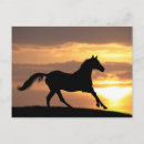 Search for horse sunset postcards Equestrian
