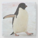 Search for antarctic barware Wildlife