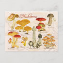 Search for penis postcards Phallus