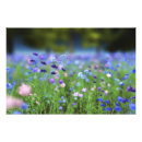 Search for cornflower blue posters Meadow