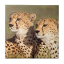 Search for conservative tiles Animal