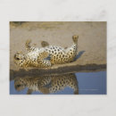 Search for rolled postcards Wildlife