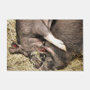 Search for pig doormats Hogs