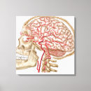 Search for anatomy canvas prints Healthcare