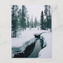 Search for spruce tree postcards Ice