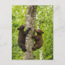 Search for bears climbing trees postcards Black bear