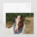 Search for haflinger postcards Bob langrish