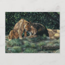 Search for cuddle postcards Lions
