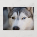 Search for malamutes postcards Siberian husky