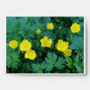 Search for photography envelopes Flower