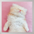 Search for love of animals posters Pet