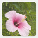 Search for islands stickers Cook
