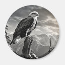 Search for wild birds magnets Nature
