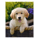 Search for funny golden retriever posters Animal