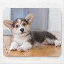 Search for focus mousepads Baby animals