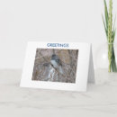 Search for junco cards Nature