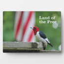 Search for head plaques Bird