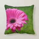 Search for fuchsia gerbera Pink