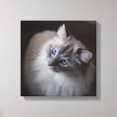 Search for ragdoll posters Eyes