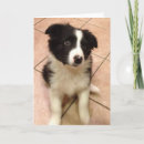 Search for border collies cards Animal