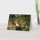 Search for canopy cards Forest