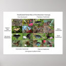 Search for swallowtail posters Butterflies
