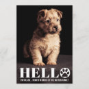 Search for new kitten invitations Dog