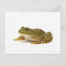 Search for common frog postcards Wildlife