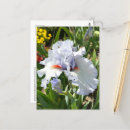 Search for bearded iris postcards Garden
