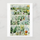 Search for botany postcards Floral