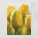 Search for sunshine yellow postcards Garden