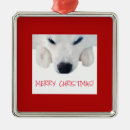 Search for spitz Spitz dog