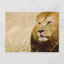 Search for male lions postcards Wildlife