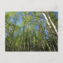 Search for birch trees postcards Landscape