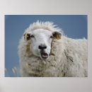 Search for wild sheep posters Funny