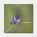 Search for costa magnets Wildlife